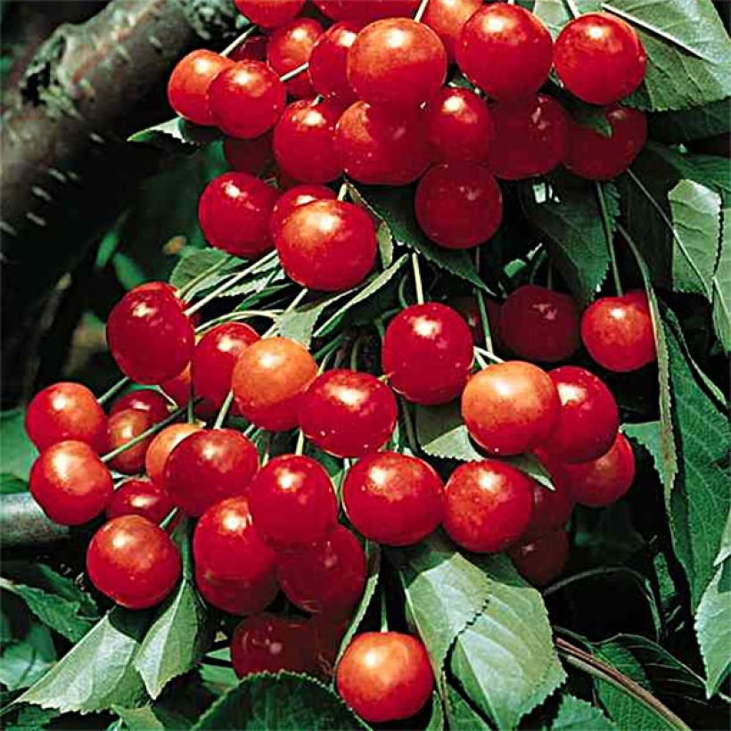 Organic Prunus cerasus Griottier Griotte de Montmorency - Tart Cherry Tree (Harvest)