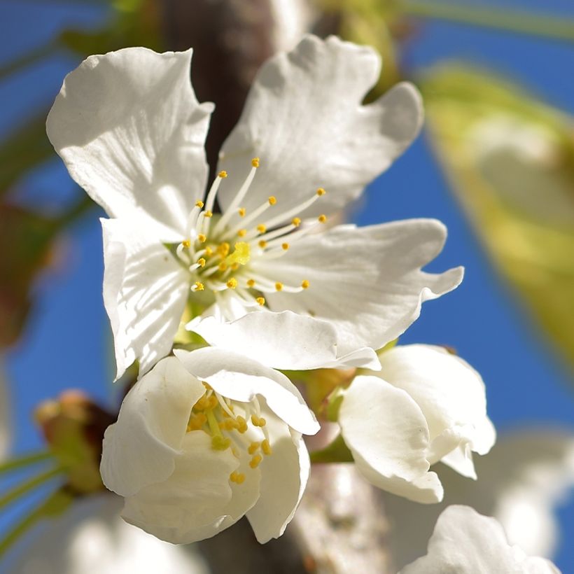 Prunus cerasus  Kelleriis15 - Tart Cherry (Flowering)