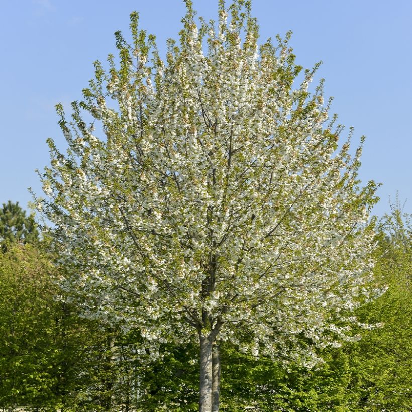 Prunus cerasus  Kelleriis15 - Tart Cherry (Plant habit)