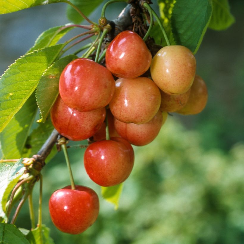Prunus cerasus Rainier - Tart Cherry (Harvest)