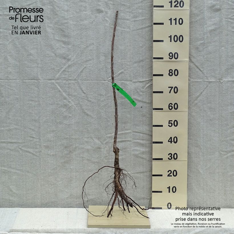 Prunus cerasus Rainier - Tart Cherry Bare root, ScionShipped height around 90/120cm sample as delivered in winter
