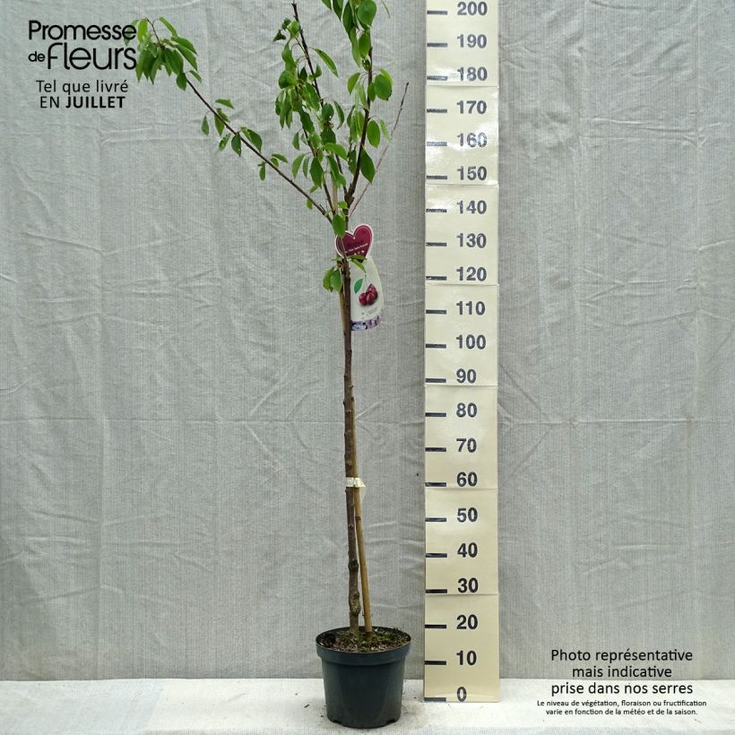 Prunus avium Schneiders Späte Knorpelkirsche - Cherry Tree 7.5L/10L pot, Half standard sample as delivered in summer