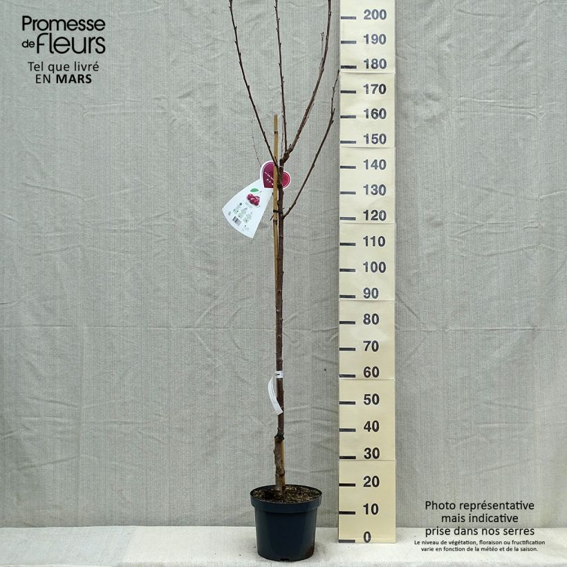 Prunus avium Schneiders Späte Knorpelkirsche - Cherry Tree sample as delivered in spring