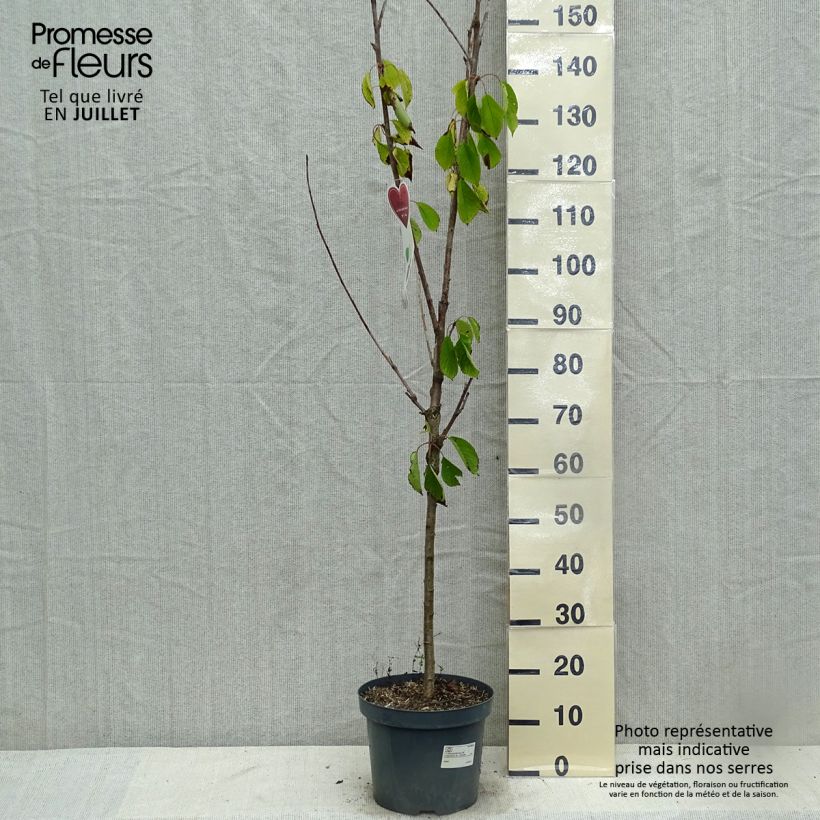 Prunus avium Schneiders Späte Knorpelkirsche - Cherry Tree 7.5L/10L pot, Goblet sample as delivered in summer