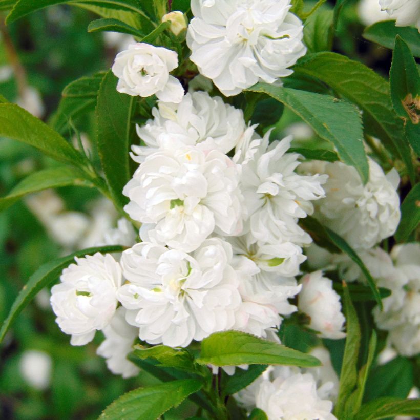 Prunus glandulosa Alba Plena - Dwarf flowering Almond (Flowering)