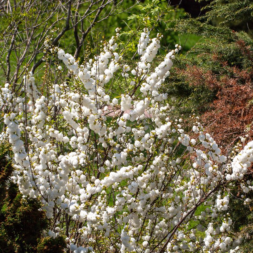 Prunus glandulosa Alba Plena - Dwarf flowering Almond (Plant habit)