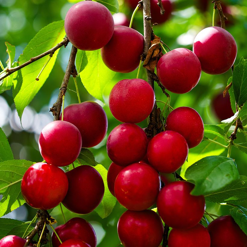 Prunus cerasifera - Cherry Plum (Harvest)