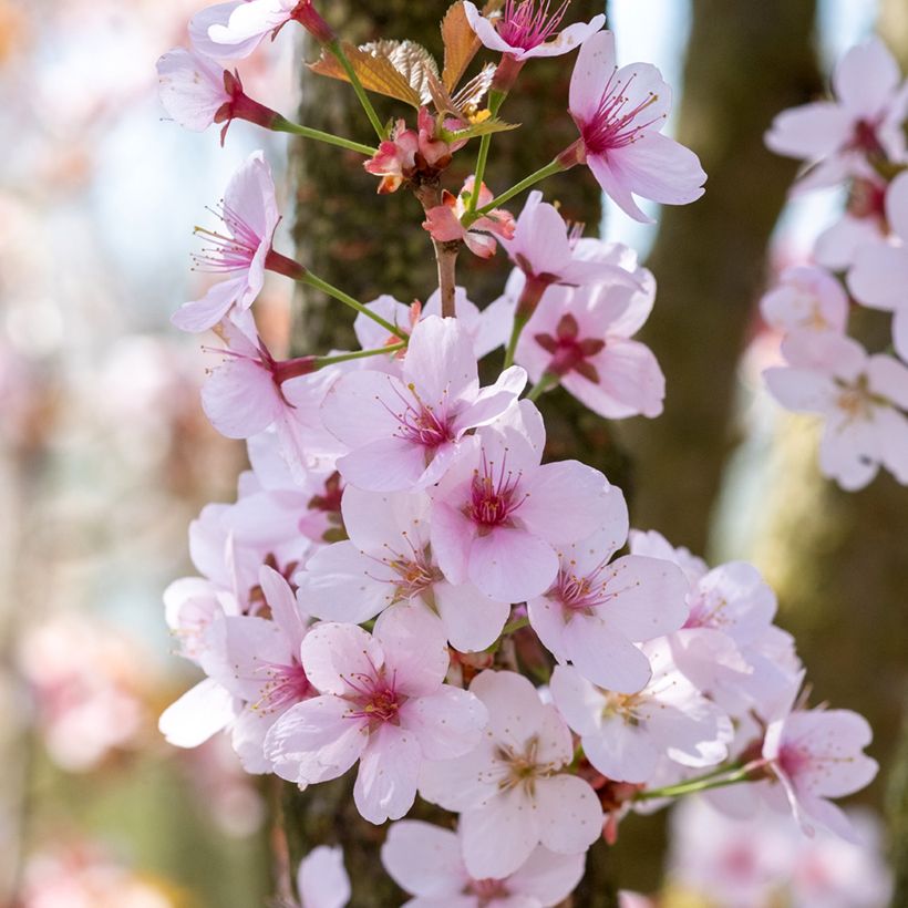 Prunus hillieri Spire - Cherry (Flowering)