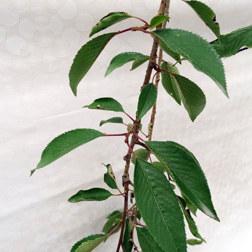 Prunus subhirtella Pendula Rubra - Wheeping  Cherry (Foliage)