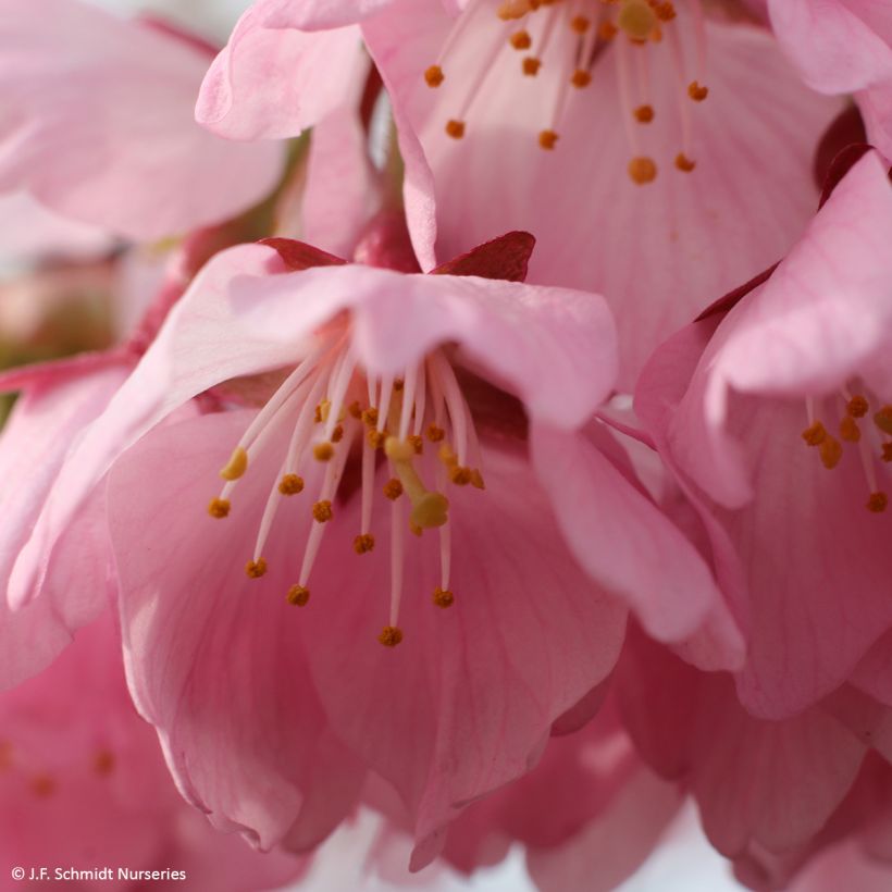 Prunus hillieri Spire - Cherry (Flowering)