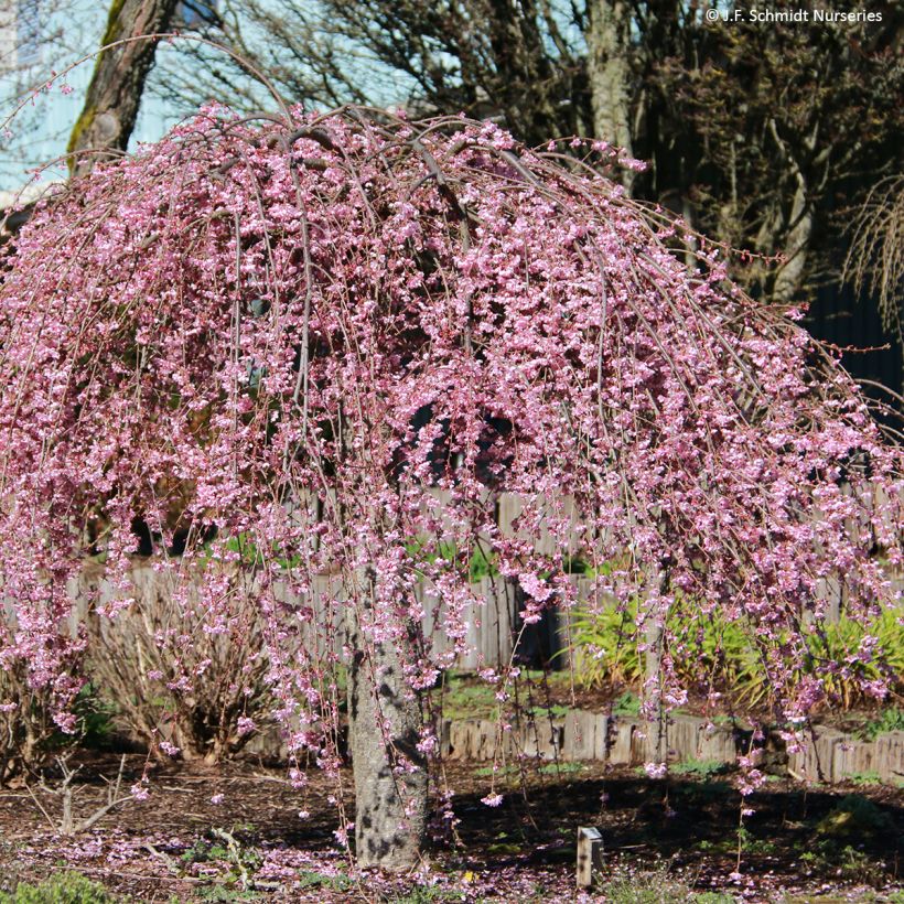 Prunus hillieri Spire - Cherry (Plant habit)