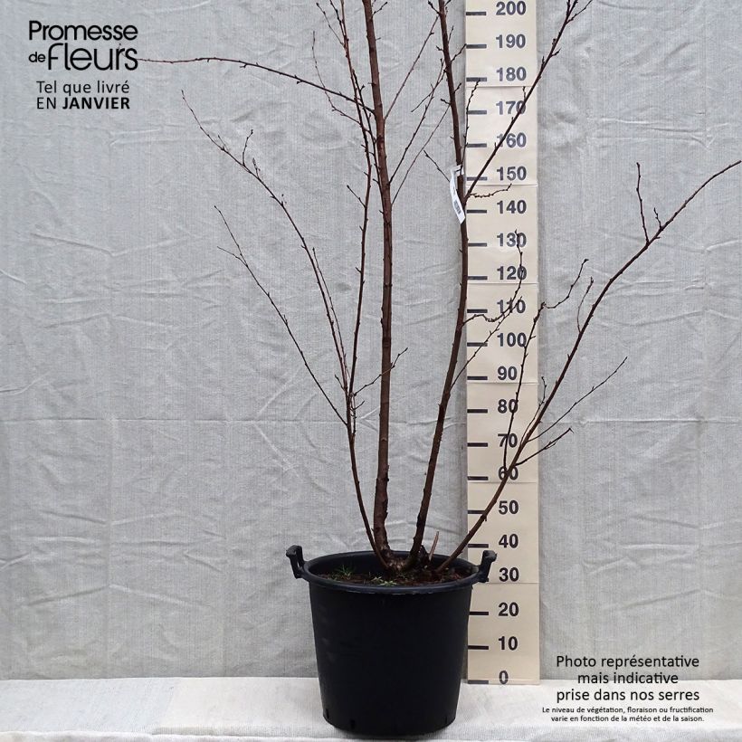 Prunus  yedoensis - Yoshino Cherry sample as delivered in winter