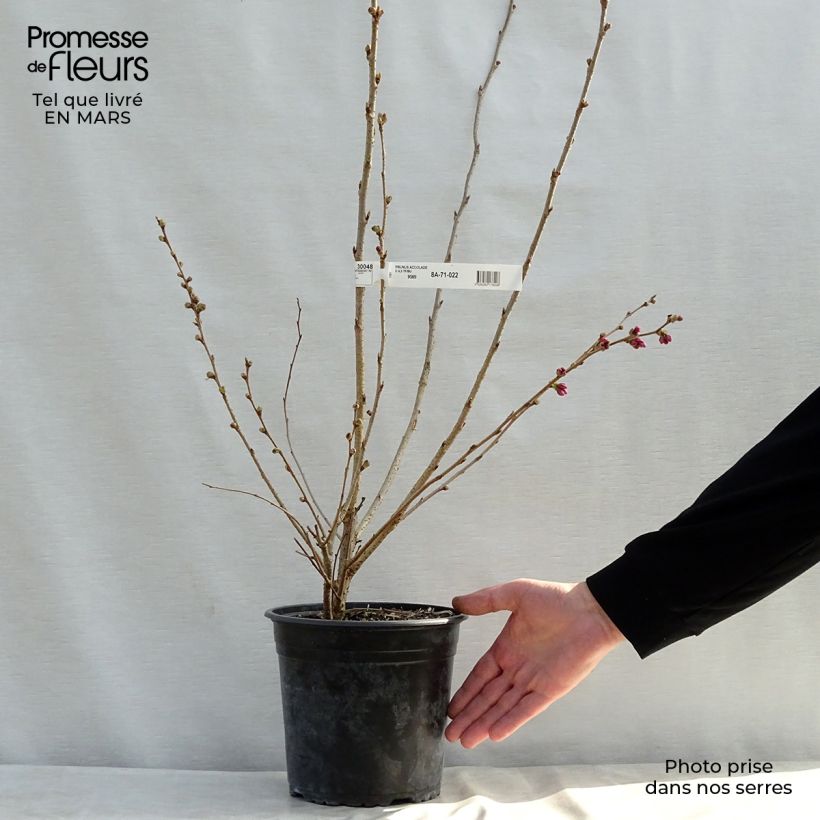 Prunus Accolade - Cherry sample as delivered in spring