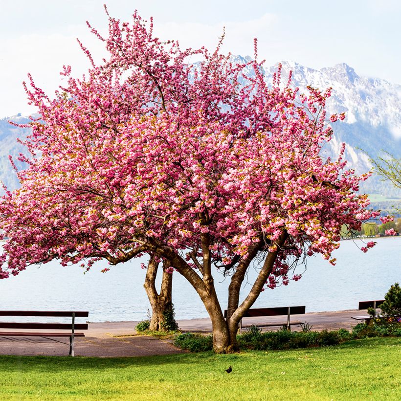 Prunus serrulata Kanzan - Japanese Cherry (Plant habit)