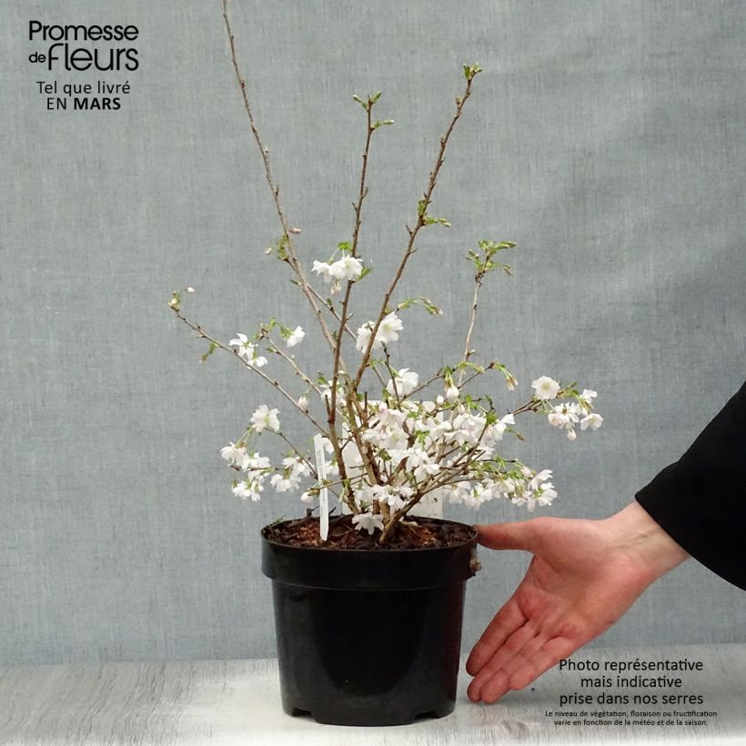 Prunus incisa Mikinori - Cherry sample as delivered in spring