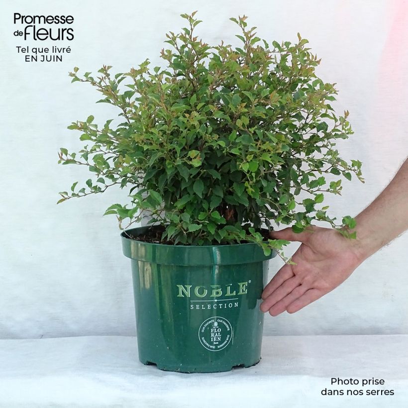 Prunus incisa Kojo-No-Mai - Cherry 7.5L/10L pot sample as delivered in summer