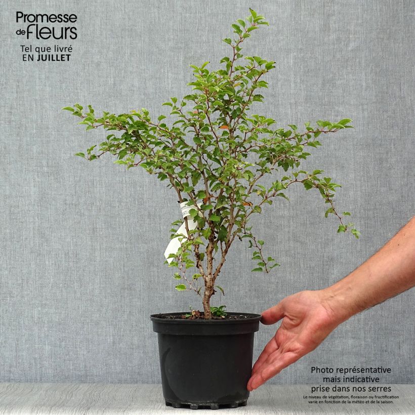 Prunus incisa Kojo-No-Mai - Cherry 2L/3L pot sample as delivered in summer