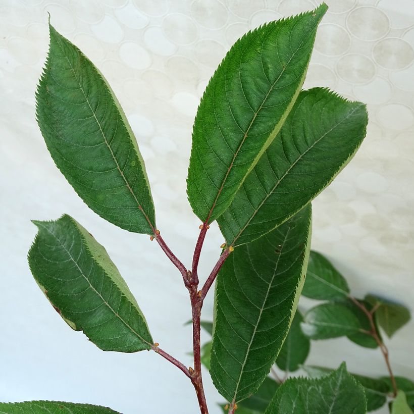 Prunus Accolade - Cherry (Foliage)