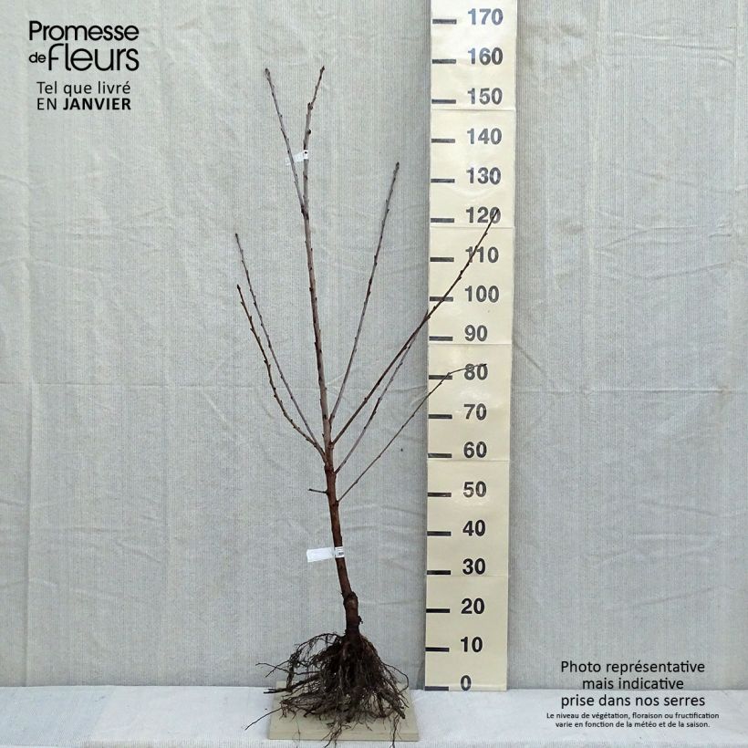 Prunus avium Bigarreau Bigalise - Cherry Tree sample as delivered in winter