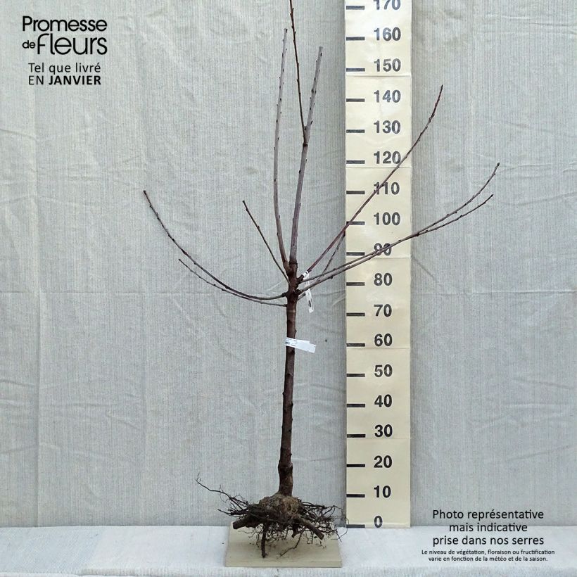 Prunus avium Bigarreau Bigalise - Cherry Tree sample as delivered in winter