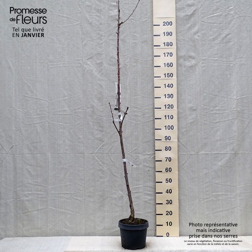 Cerisier colonnaire Shangai - Prunus cerasus Pot de 6L/7L sample as delivered in winter