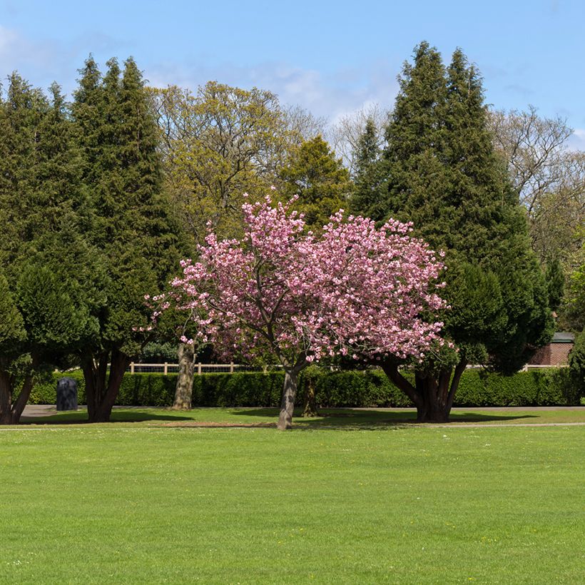 Prunus Accolade - Cherry (Plant habit)