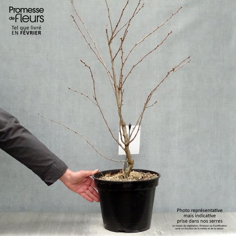 Cerisier du Japon - Prunus Accolade en pot de 10L sample as delivered in winter