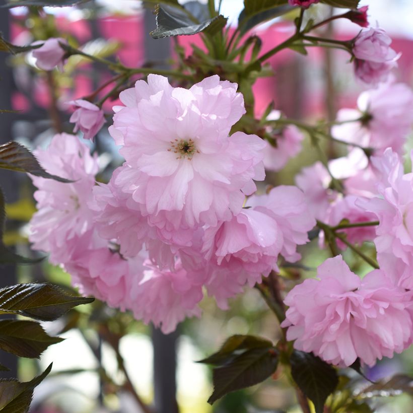 Prunus serrulata Royal Burgundy - Japanese Cherry (Flowering)