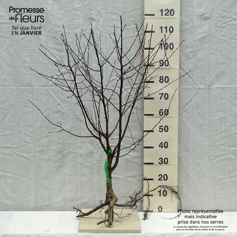Prunus Cherry Baby - Dwarf Cherry Bare root, ScionShipped height around 90/120cm sample as delivered in winter