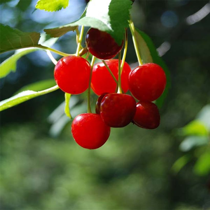 Dwarf Cherry Tree Cherry Boop (Harvest)