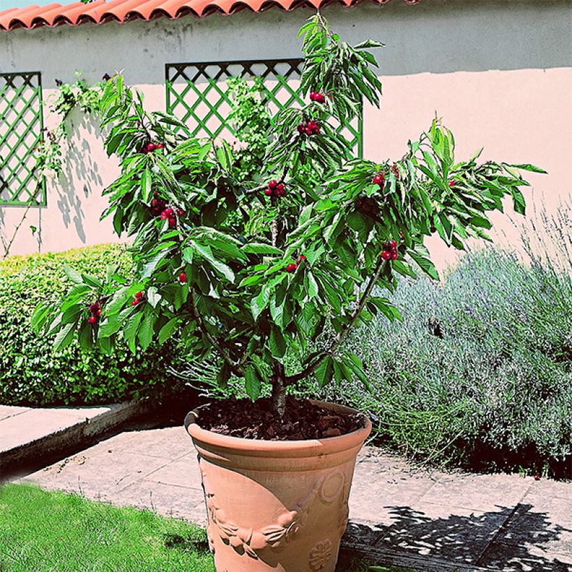 Prunus avium Garden Bing - Cherry Tree (Plant habit)