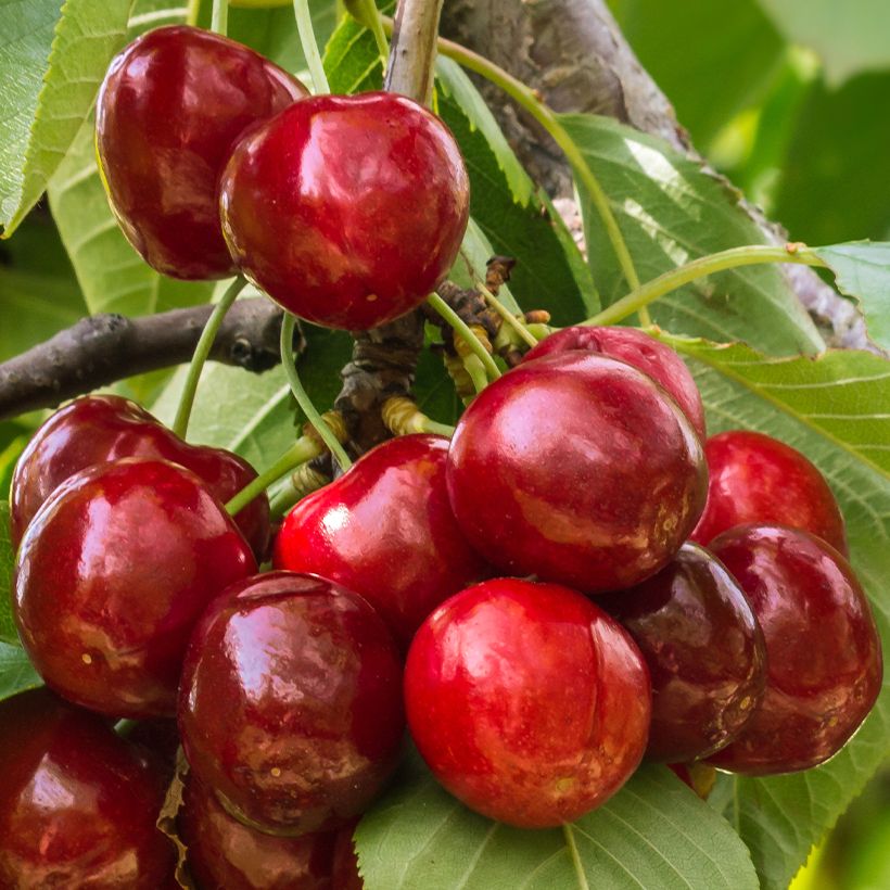 Prunus cerasus Stella - Tart Cherry (Harvest)