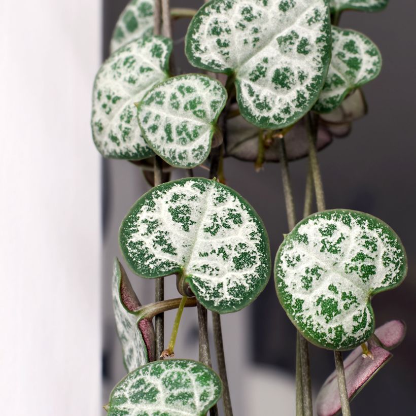 String of heart plant - Ceropegia woodii (Foliage)