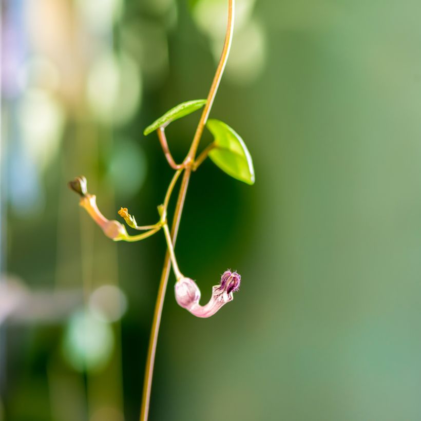 String of heart plant - Ceropegia woodii (Flowering)