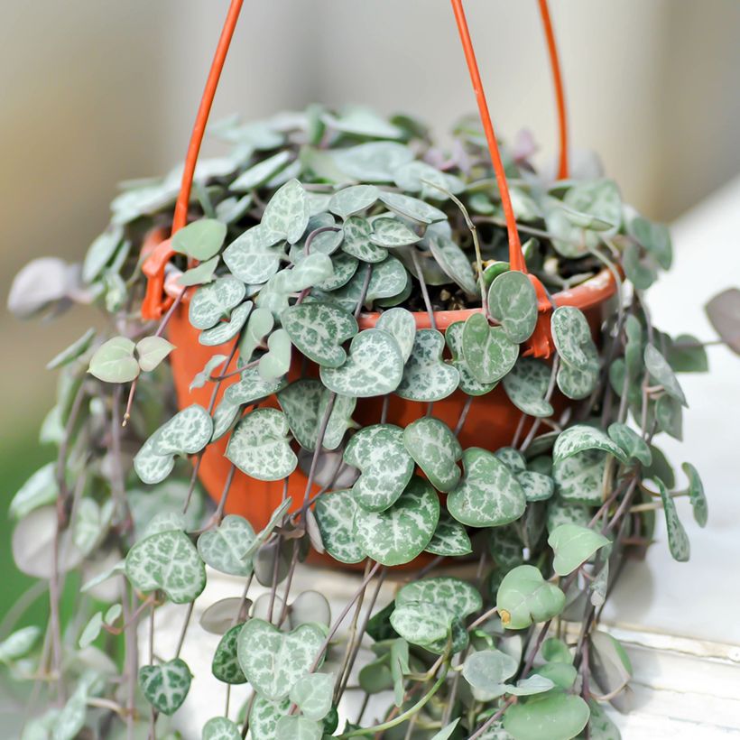 String of heart plant - Ceropegia woodii (Plant habit)