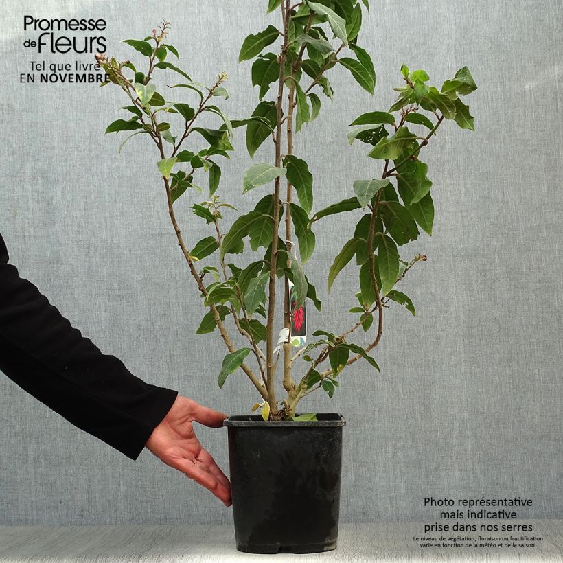 Cestrum elegans Rubrum 4L/5L pot sample as delivered in autumn