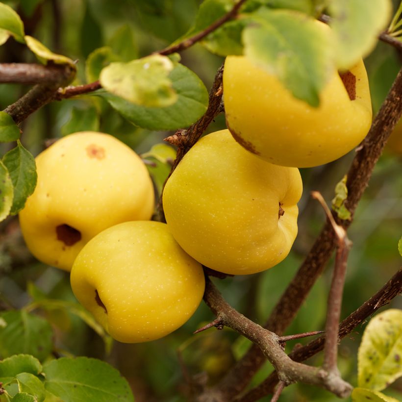 Chaenomeles cathayensis - Chinese Quince (Harvest)