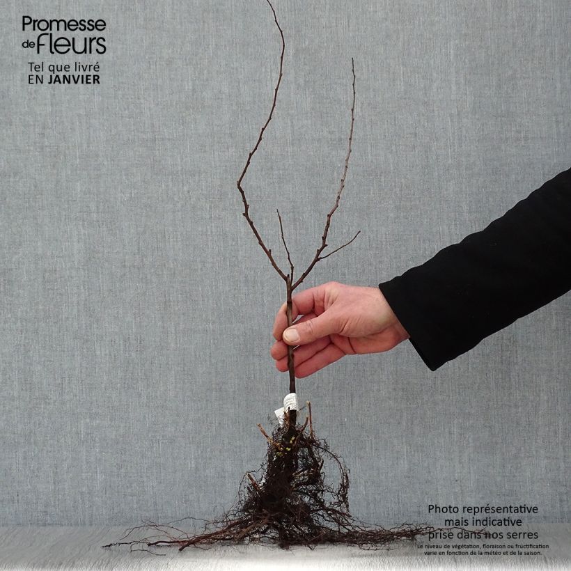 Chaenomeles japonica - Flowering Quince Bare rootShipped height around 40/60cm sample as delivered in winter