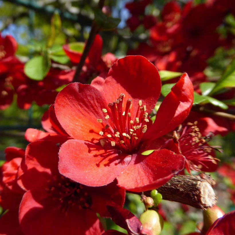 Chaenomeles japonica Sargentii - Flowering Quince (Flowering)