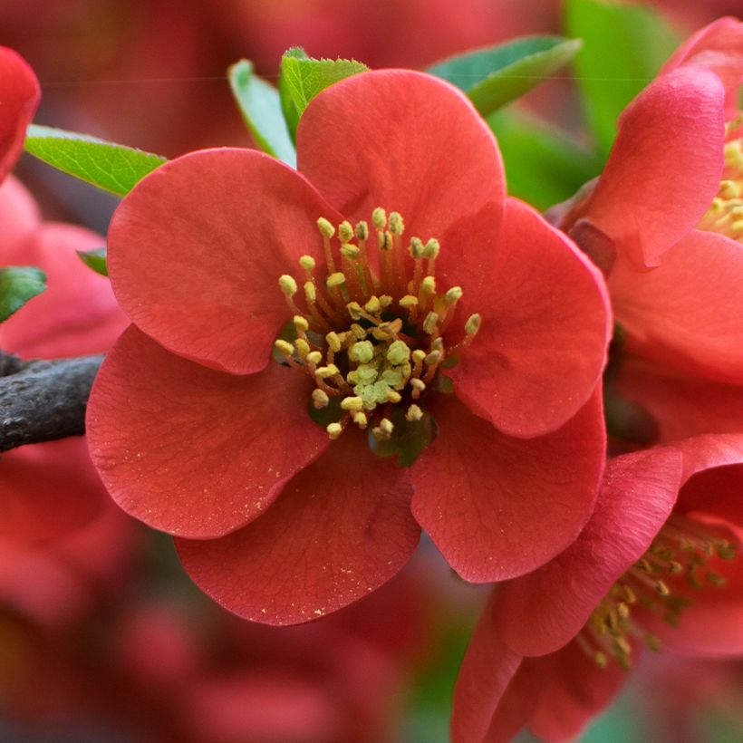 Chaenomeles japonica - Flowering Quince (Flowering)