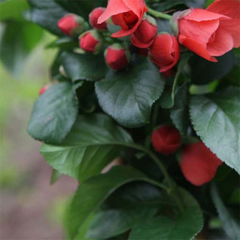 Chaenomeles speciosa Orange Storm - Flowering Quince (Foliage)