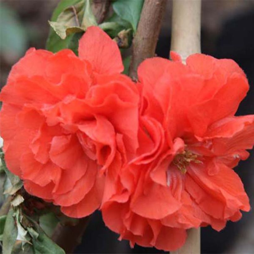 Chaenomeles speciosa Orange Storm - Flowering Quince (Flowering)