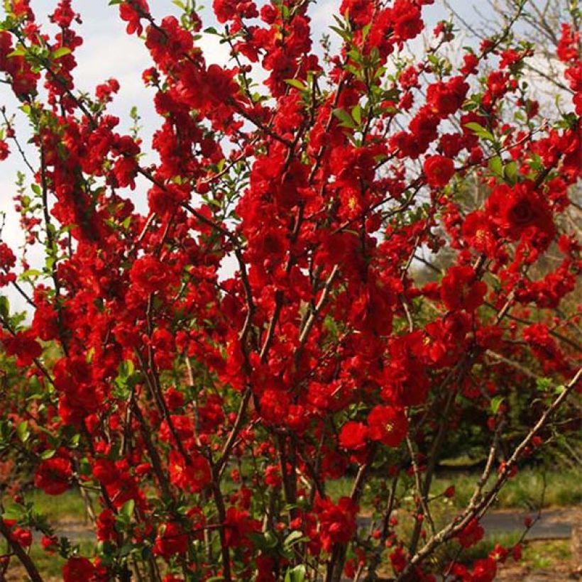 Chaenomeles speciosa Scarlet Storm - Flowering Quince (Plant habit)