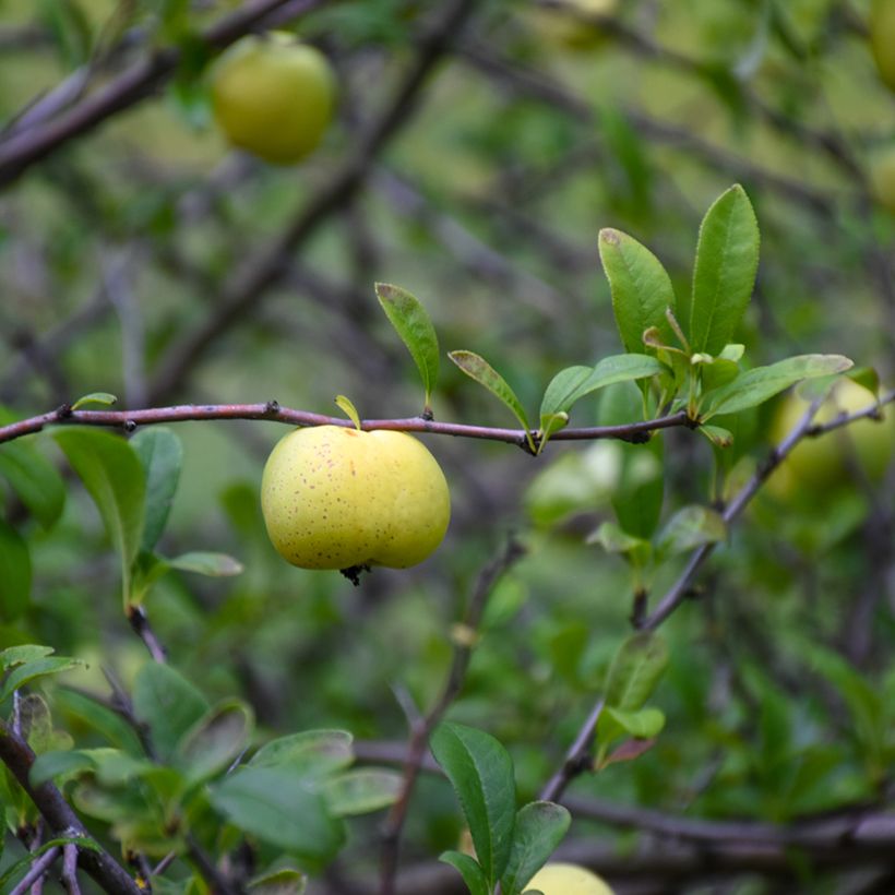 Chaenomeles superba Nicoline - Flowering Quince (Harvest)