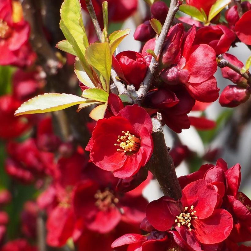 Chaenomeles superba Etna - Flowering Quince (Flowering)