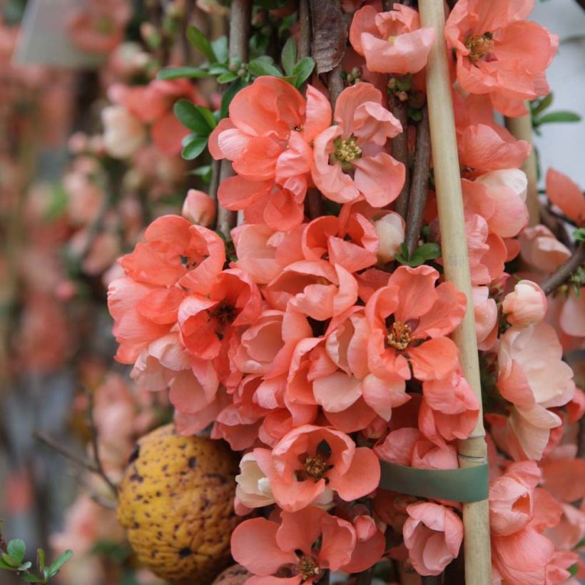 Chaenomeles superba Salmon Horizon - Flowering Quince (Flowering)