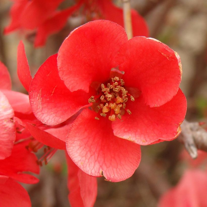 Chaenomeles superba Texas Scarlet - Flowering Quince (Flowering)