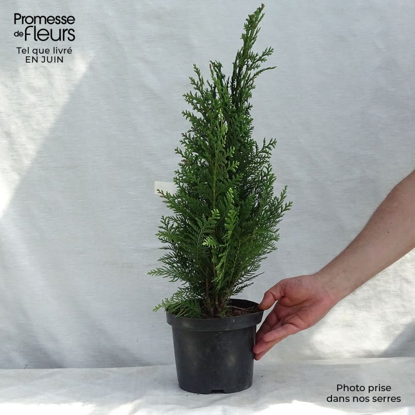 Chamaecyparis lawsoniana Alumii - Lawson Cypress 3L/4L potShipped height around 30/40cm sample as delivered in summer
