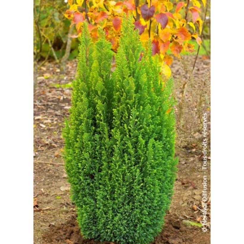 Chamaecyparis lawsoniana Elwoods Gold - Lawson Cypress (Plant habit)