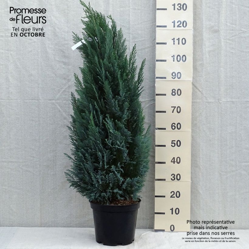 Chamaecyparis lawsoniana Elwoodii - Cyprès de Lawson en pot de 7,5L/10L sample as delivered in autumn